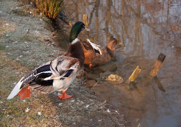 Foto hooghoekbeeld van vogels in het meer