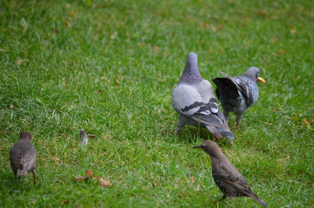 Foto hooghoekbeeld van vogels op een grasveld