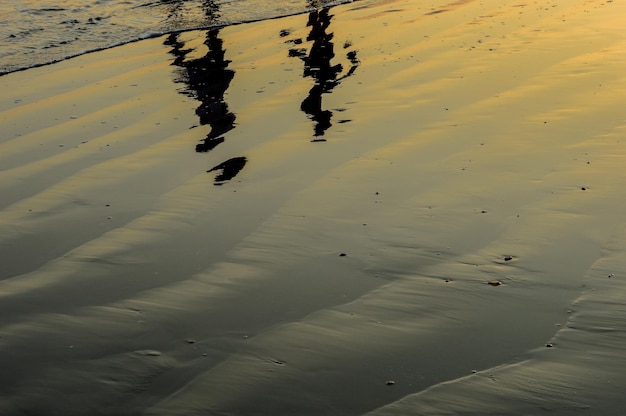 Hooghoekbeeld van vogels op het strand