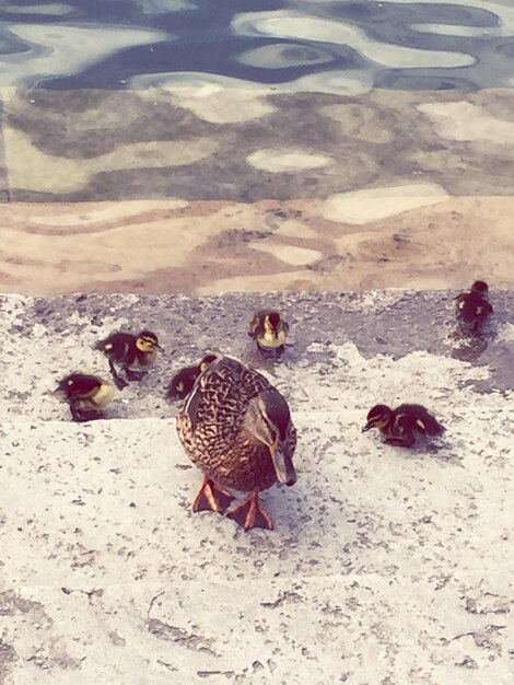 Foto hooghoekbeeld van vogels op het zand