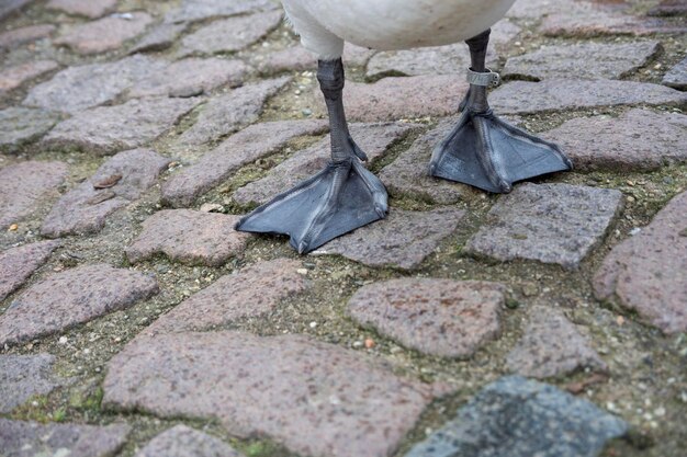 Foto hooghoekbeeld van vogels op stenen