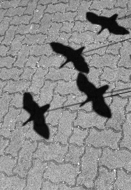 Foto hooghoekbeeld van vogels schaduw op straat