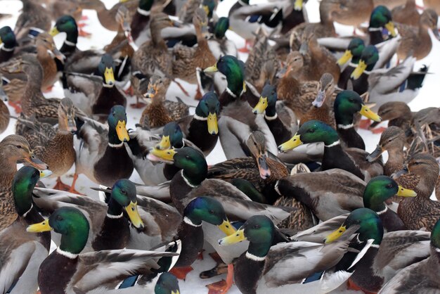 Foto hooghoekbeeld van vogels