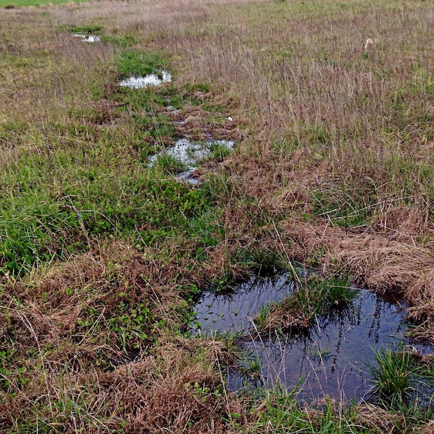 Hooghoekbeeld van water dat in een grasveld is verzameld