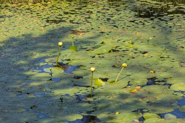 Hooghoekbeeld van waterlelie in het meer