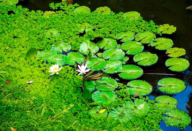 Foto hooghoekbeeld van waterlelie op planten