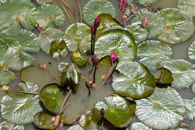 Foto hooghoekbeeld van waterlelie te midden van bladeren in het meer