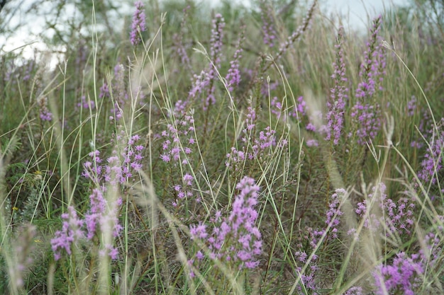 Hooghoekbeeld van wilde bloemen die op het veld groeien