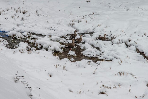 Foto hooghoekbeeld van wilde eenden in de sneeuw