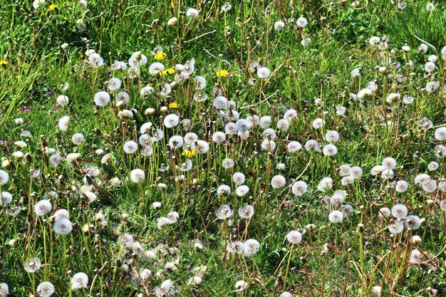 Hooghoekbeeld van witte bloeiende planten op het veld