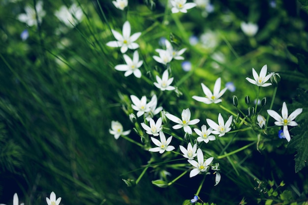 Hooghoekbeeld van witte bloemen die op het veld bloeien