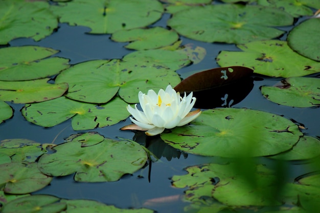 Hooghoekbeeld van witte waterlelie die bloeit in de vijver