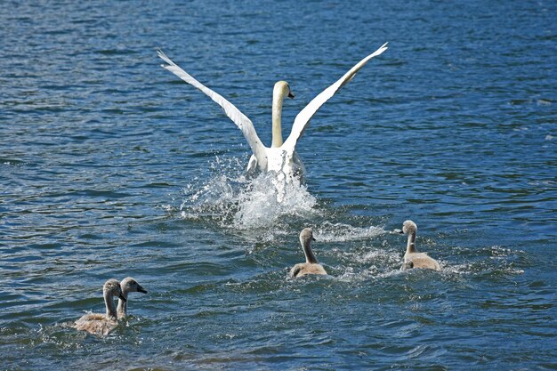 Hooghoekbeeld van witte zwanen en zwanen die in het meer zwemmen