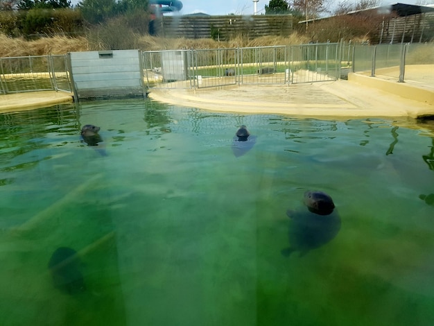 Foto hooghoekbeeld van zeehonden in een vijver in de dierentuin