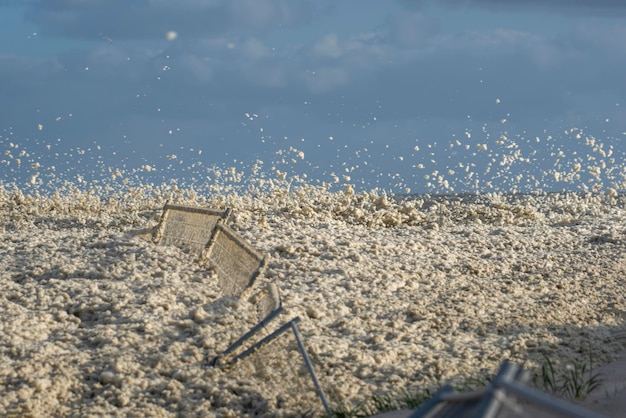 Foto hooghoekbeeld van zeeschaam op het strand tegen de lucht