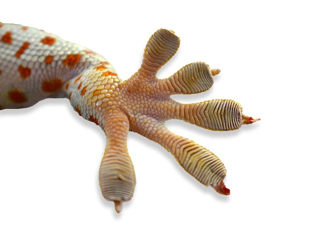 Hooghoekbeeld van zeesterren op een witte achtergrond