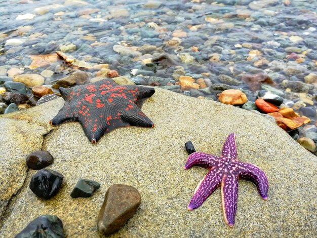 Foto hooghoekbeeld van zeesterren op het strand