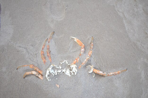 Foto hooghoekbeeld van zeesterren op het strand