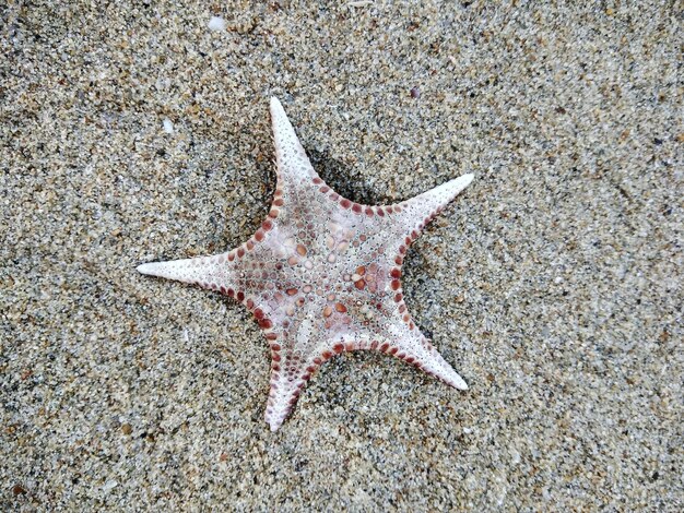 Foto hooghoekbeeld van zeesterren op het strand