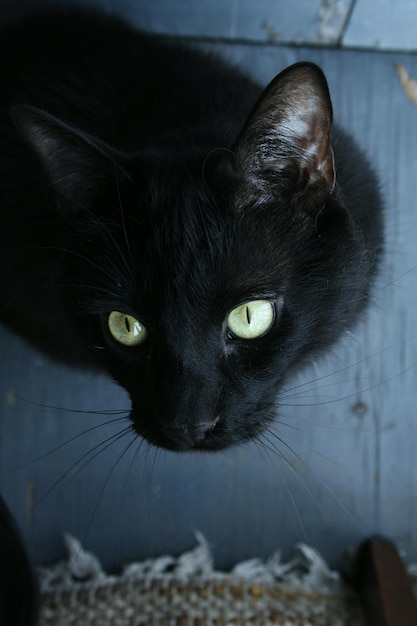 Hooghoekbeeld van zwarte kat thuis