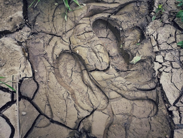 Hooghoekfoto van een paar schoensporen diep in de modder