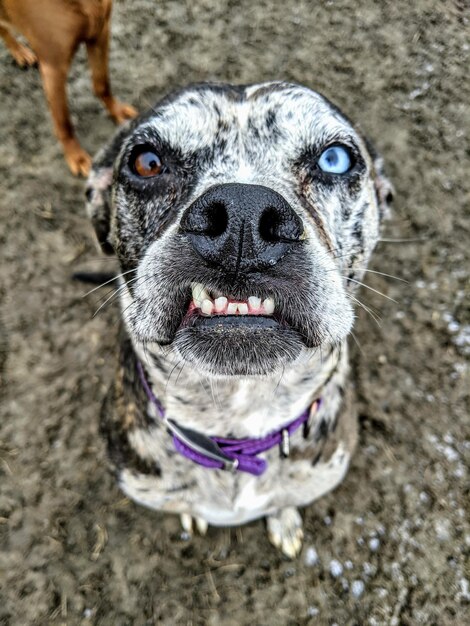 Foto hooghoekige weergave van het portret van de hond