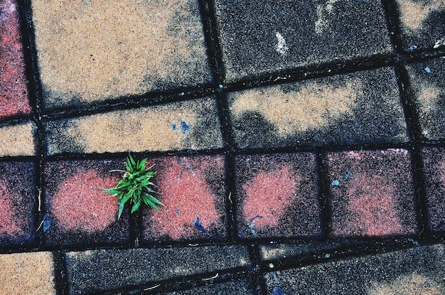 Foto hooghoekige weergave van planten