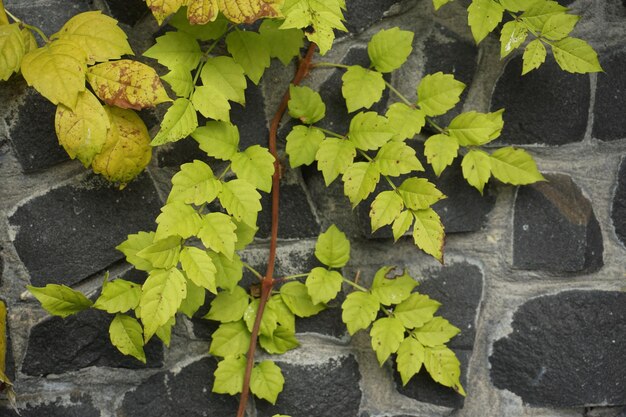 Hooghoekige weergave van planten