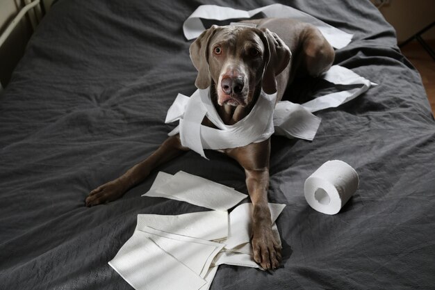 Hooghoekportret van een hond die zich op bed ontspant