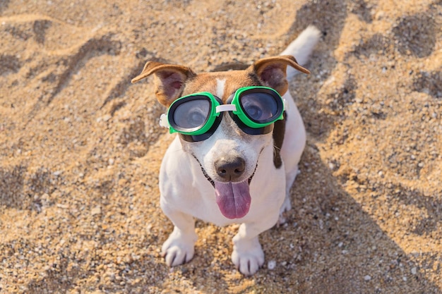 Hooghoekportret van een hond met een zwembril op het strand