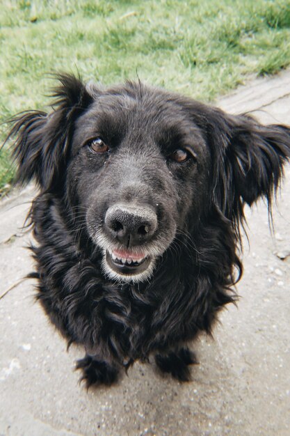 Foto hooghoekportret van een hond op een voetpad