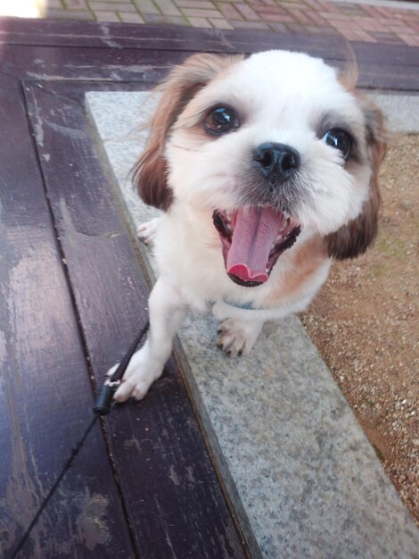 Foto hooghoekportret van een hond