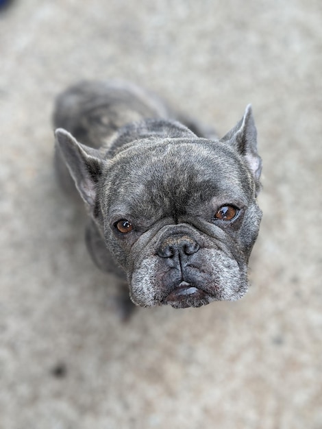 Hooghoekportret van een hond