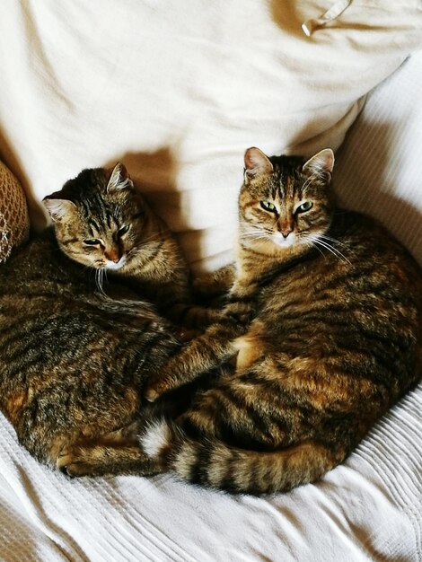 Hooghoekportret van een kat die thuis op het bed zit