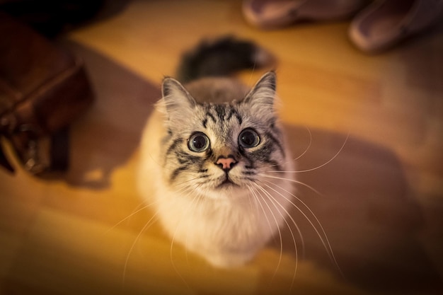 Hooghoekportret van een kat op een hardhouten vloer