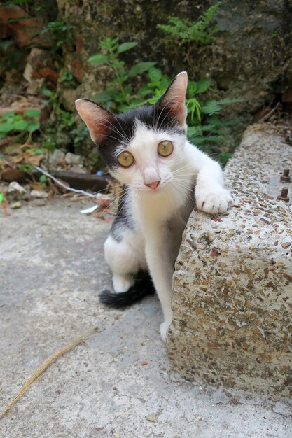 Foto hooghoekportret van een kat