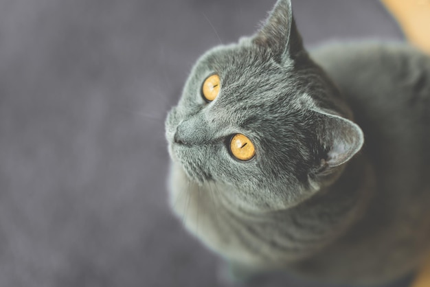 Hooghoekportret van een kortharige kat