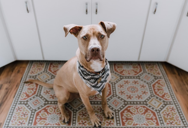 Hooghoekportret van een pitbullterrier op een tapijt thuis