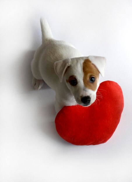 Hooghoekportret van een puppy met een hartvormig kussen op een witte achtergrond