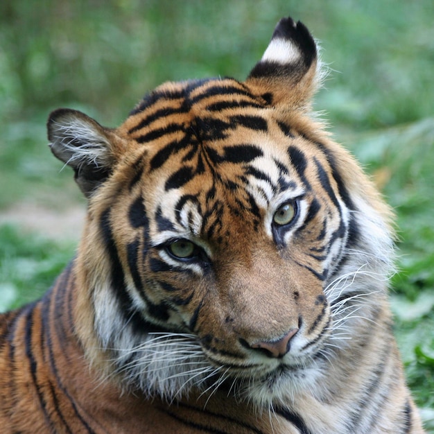Hooghoekportret van een tijger
