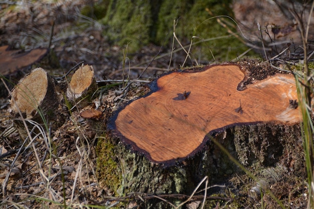 Foto hooghoekse weergave van boomstompen op het veld