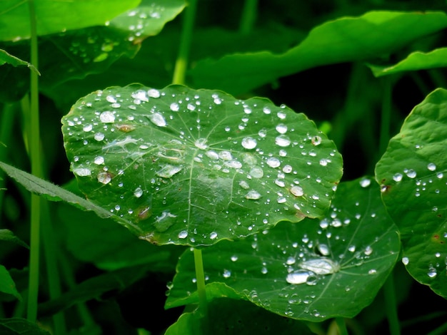Hooghoekse weergave van waterdruppels op lotuspads