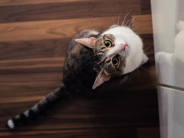 Hooghoekweergave van de kat