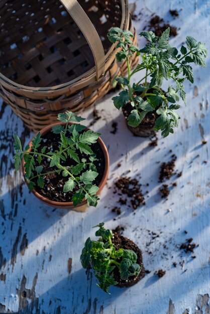 Foto hooghoekweergave van potplanten op tafel