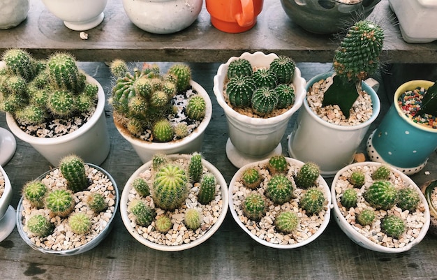 Hooghoekweergave van potplanten op tafel