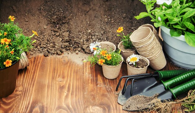 Foto hooghoekweergave van potplanten op tafel