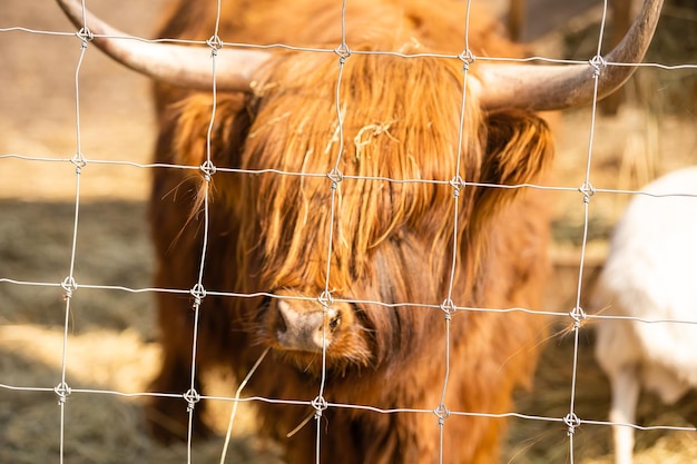 Hooglandkoe bruin in een kooi.