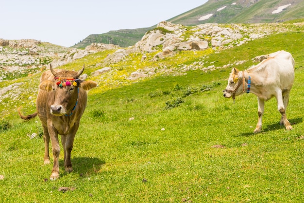 Hooglandkoeien op een veld, artvin, turkije