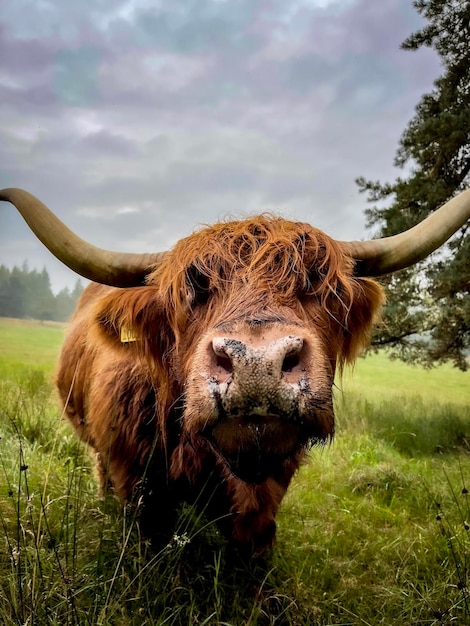 Foto hooglandkoeien