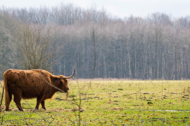 Foto hooglandvee op grasveld